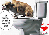 Как приучить щенка к туалету