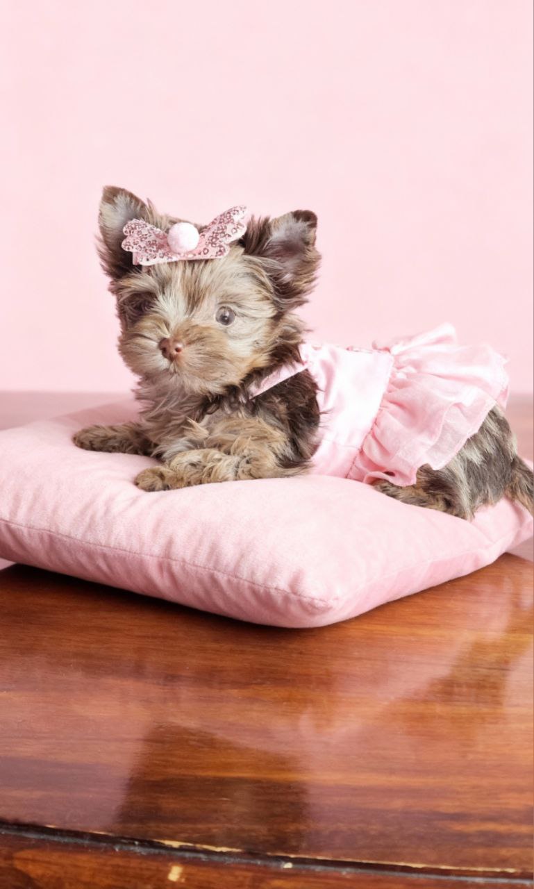 Щенок йоркширского терьера. Девочка. 2.5 месяца. Питомник Йорк Парадайз