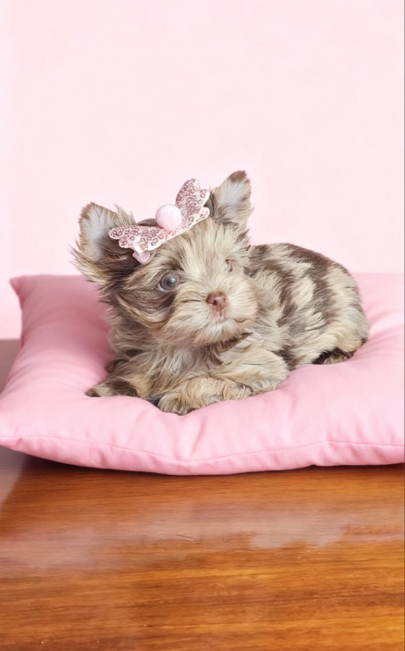 Щенок йоркширского терьера. Девочка. Эксклюзивный щенок из питомника Йорк Парадайз