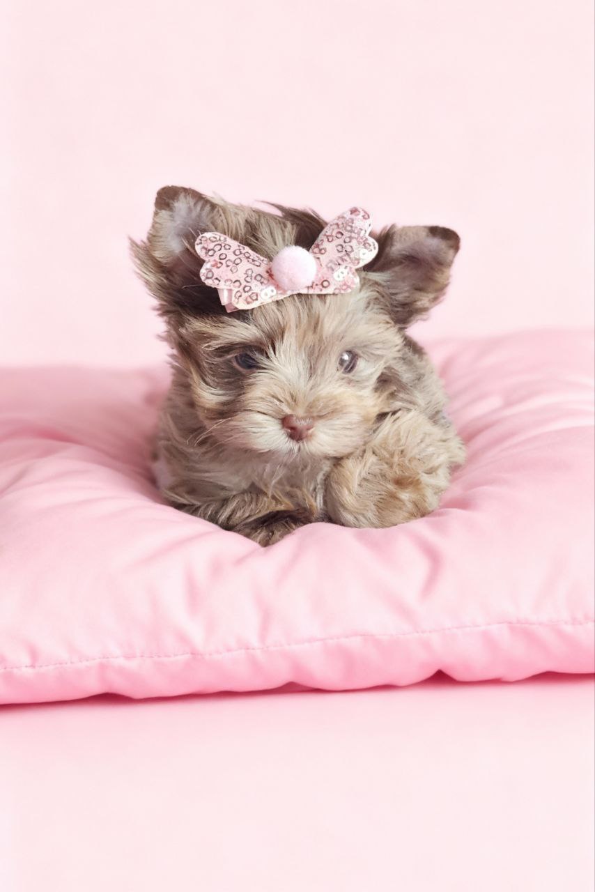 Щенок йоркширского терьера. Девочка. Окрас - шоко-мерле. ЙоркПарадайз