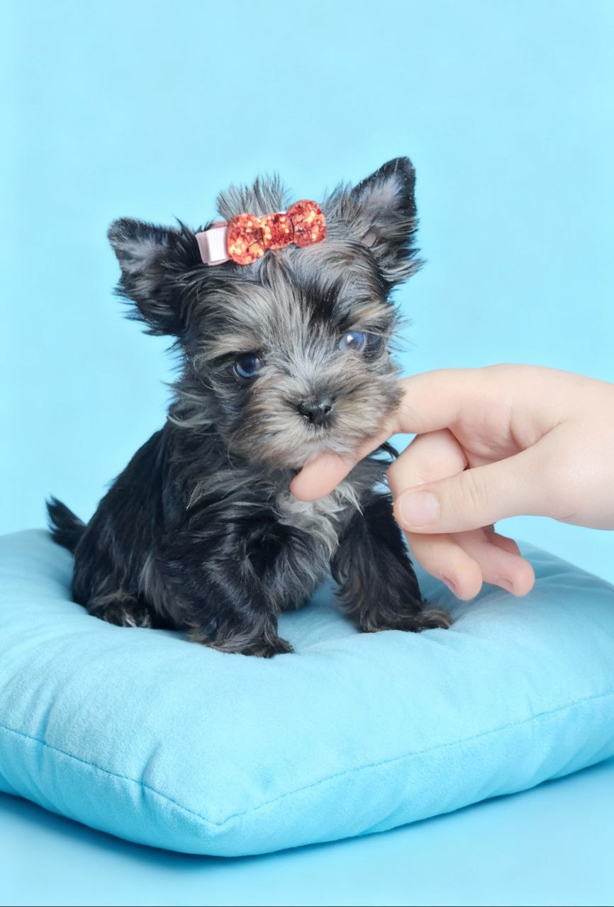 Щенок йоркширского терьера. Девочка. Микро. YorkParadise