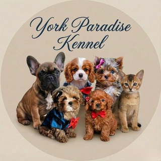 Питомник йорков, мальтипу, французских бульдогов