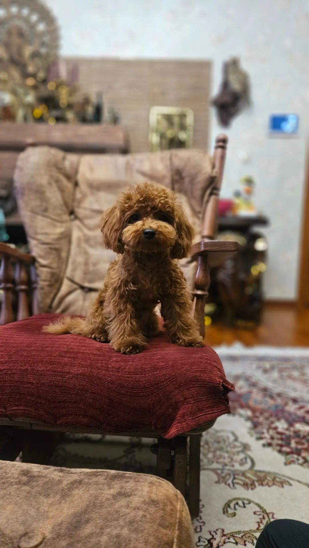 teacup poodle