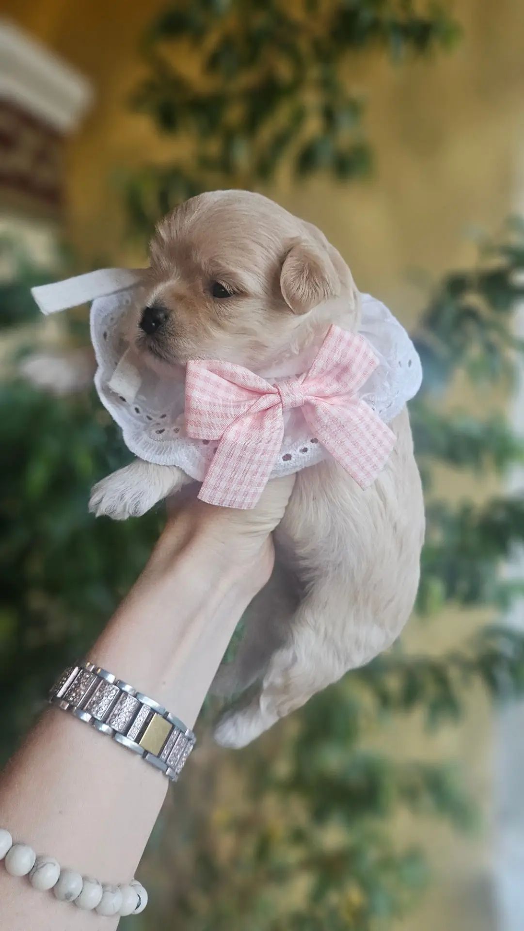 Щенок мальтипу