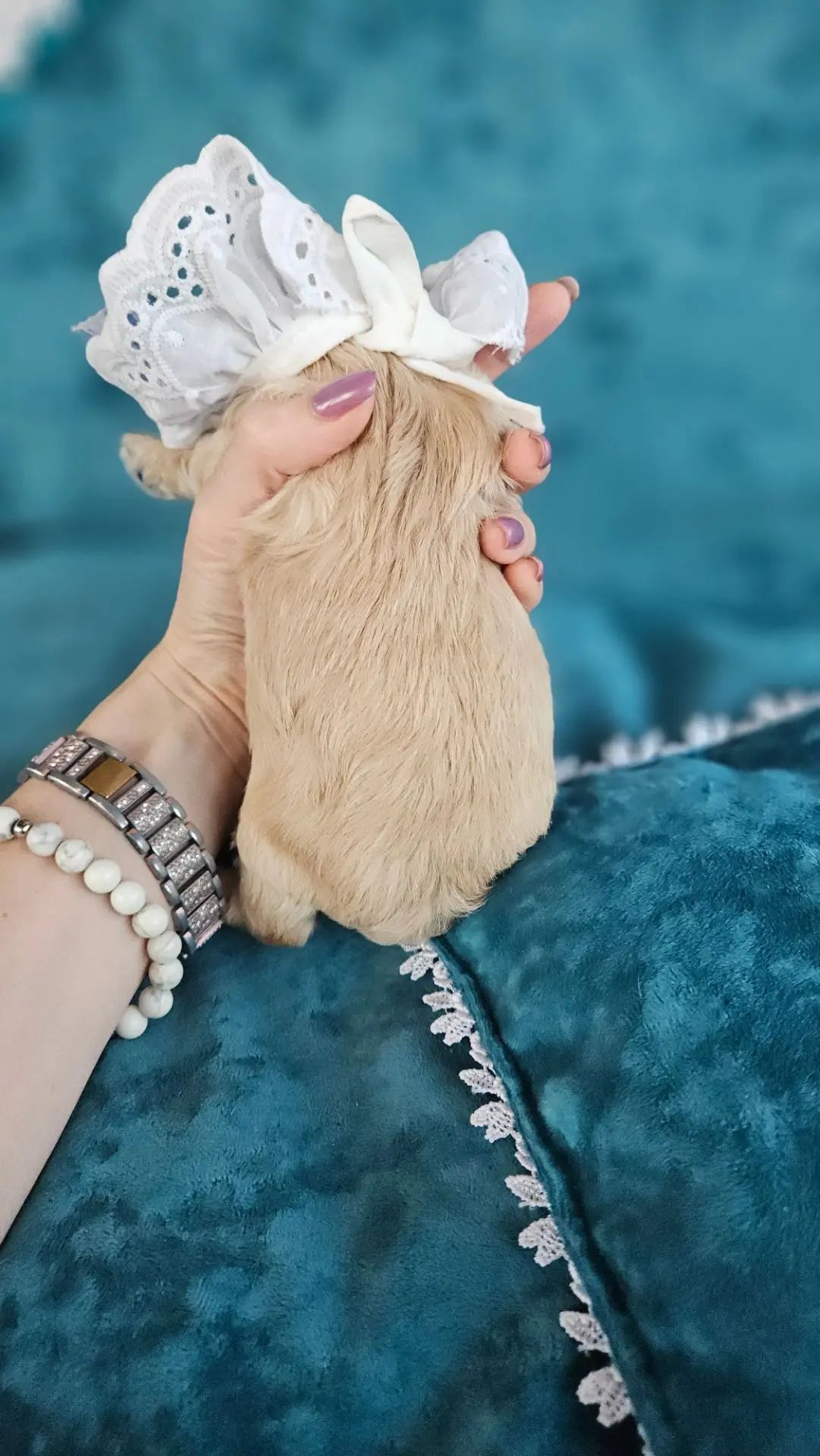Щенок мальтипу