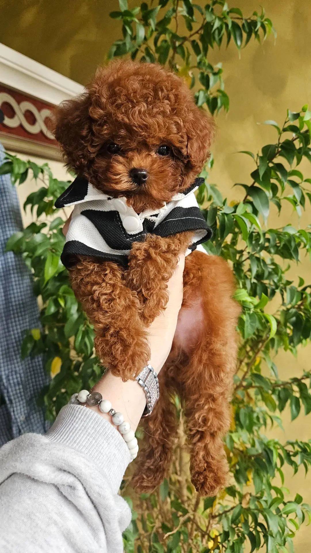 купить щенка тикап
