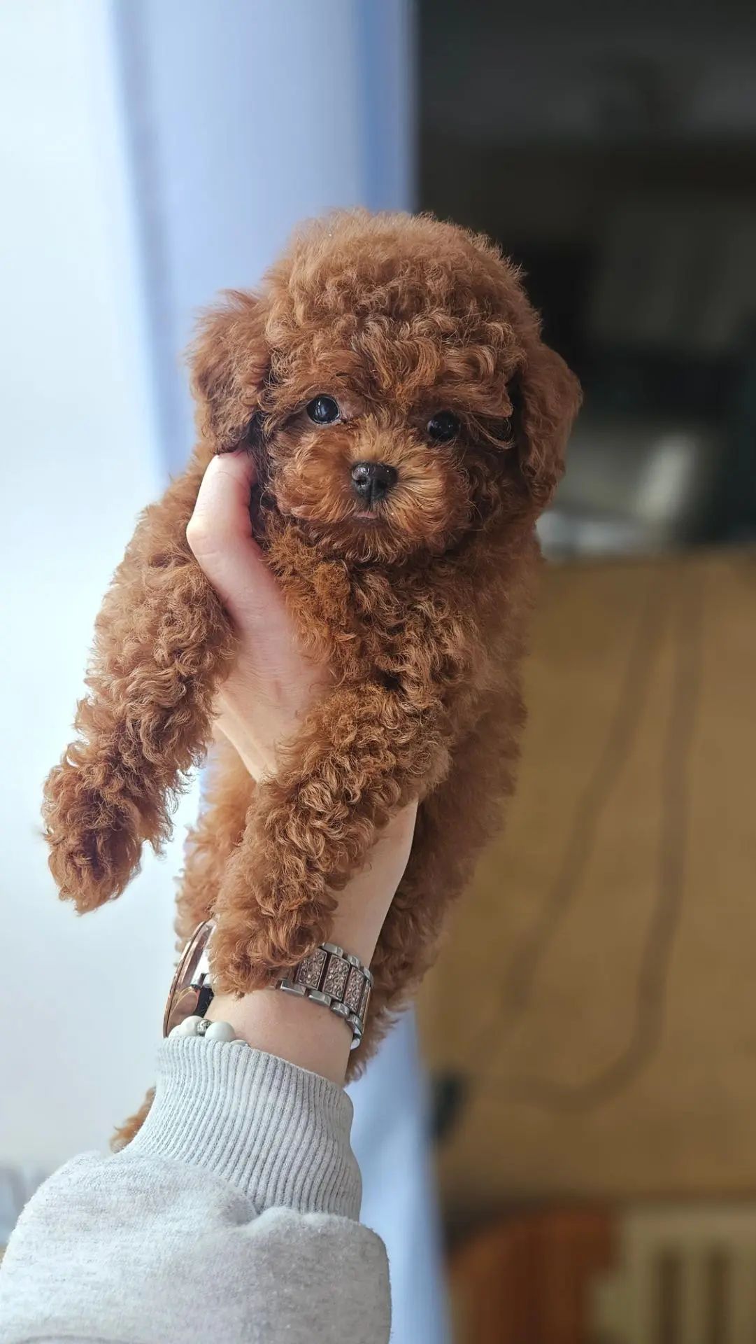teacup пудель